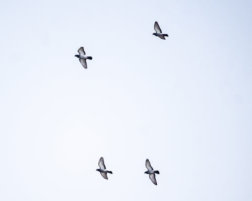 Kostenloses Stock Foto zu fliegen, freiheit, himmel