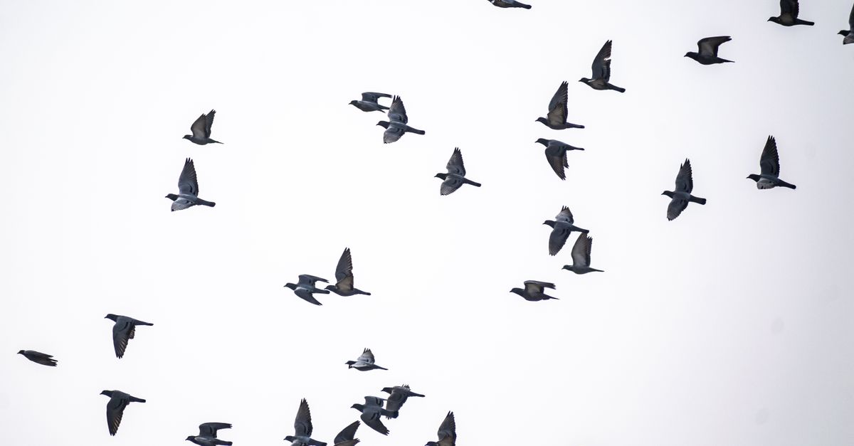 black doves