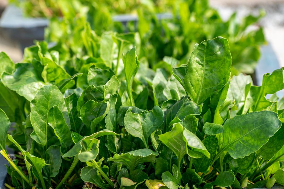 Preventing Iron Deficiency in Vegetarian Children