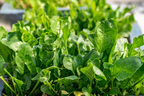 Free Vibrant green spinach leaves growing in a sunlit garden, showcasing nature's freshness. Stock Photo