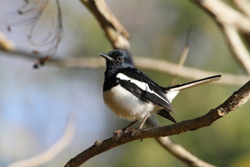 The Oriental Magpie-robin Bird on a Tree Branch
