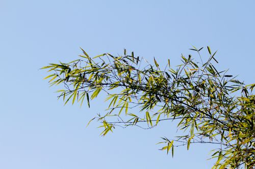Free Close-up of a bamboo branch reaching into a clear blue sky, capturing natural beauty. Stock Photo