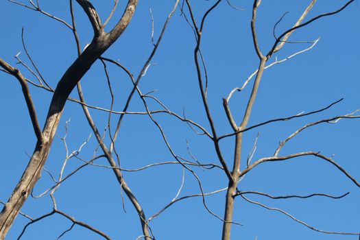 Stark bare branches silhouetted against a bright blue sky, capturing the essence of winter.