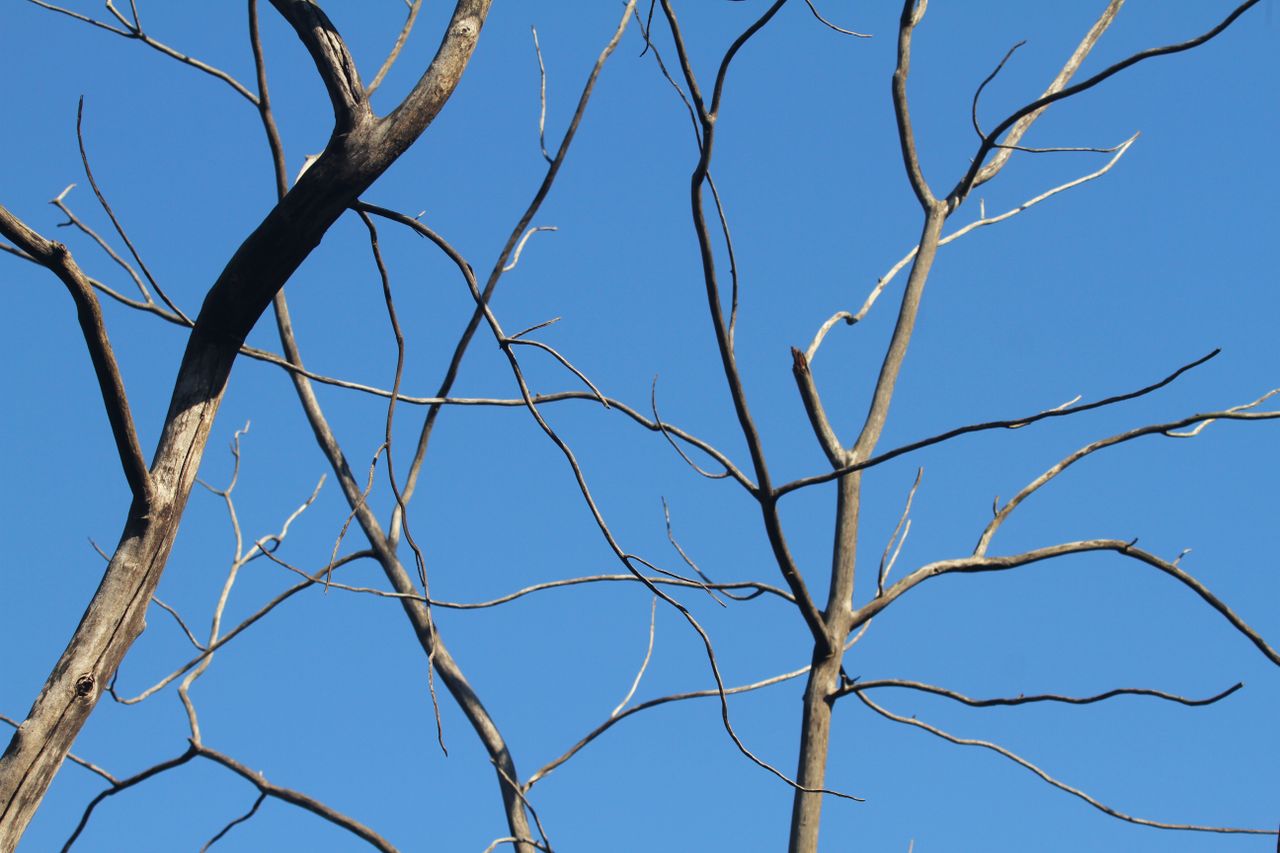stark bare branches silhouetted against a bright blue sky capturing th