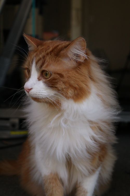 Free A beautiful ginger and white long-haired cat in a close-up portrait indoors. Stock Photo