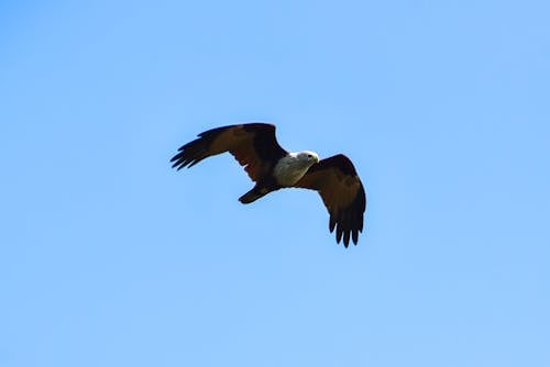 Free stock photo of bird, brahminy kite, eagle
