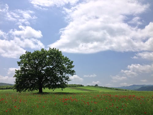 Foto profissional grátis de área, árvore, campina