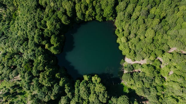 Stunning aerial shot of a lush green forest encircling a tranquil lake.