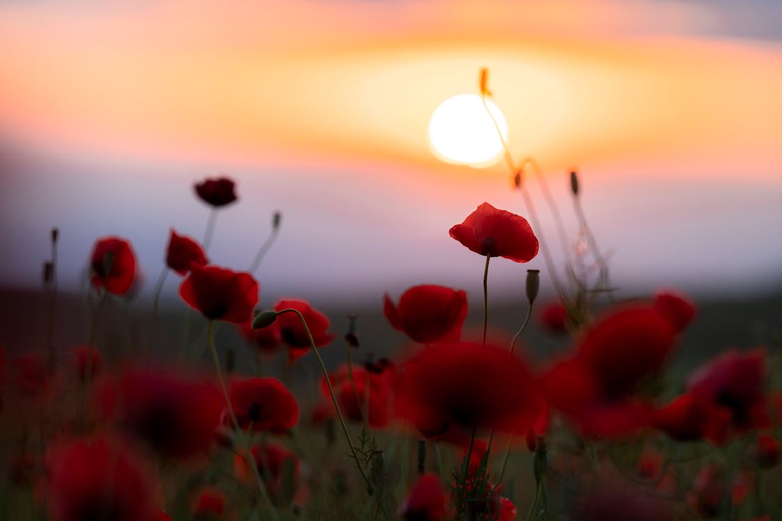 Field of Poppies Against the Sky