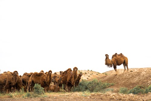 Gratis lagerfoto af baktrisk kamel, besætning, græsgang