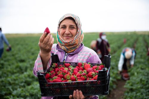 Free Woman holding a crate of freshly picked strawberries in an outdoor field. Stock Photo