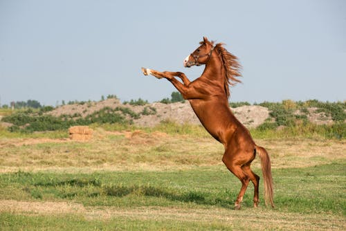 A Horse in a Field