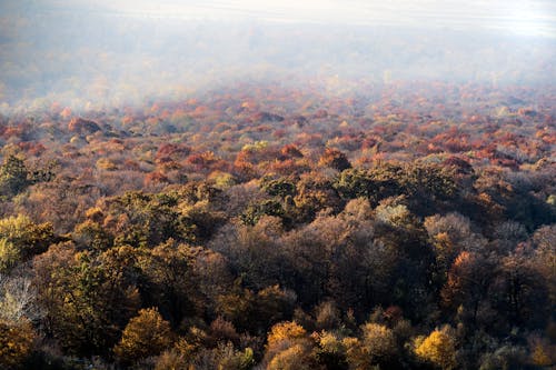 Gratuit Imagine de stoc gratuită din arbori, cădere, ceață Fotografie de stoc