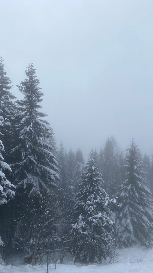 Free stock photo of cold, fog, love