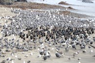 海边的沙滩上聚集了一大群海鸟