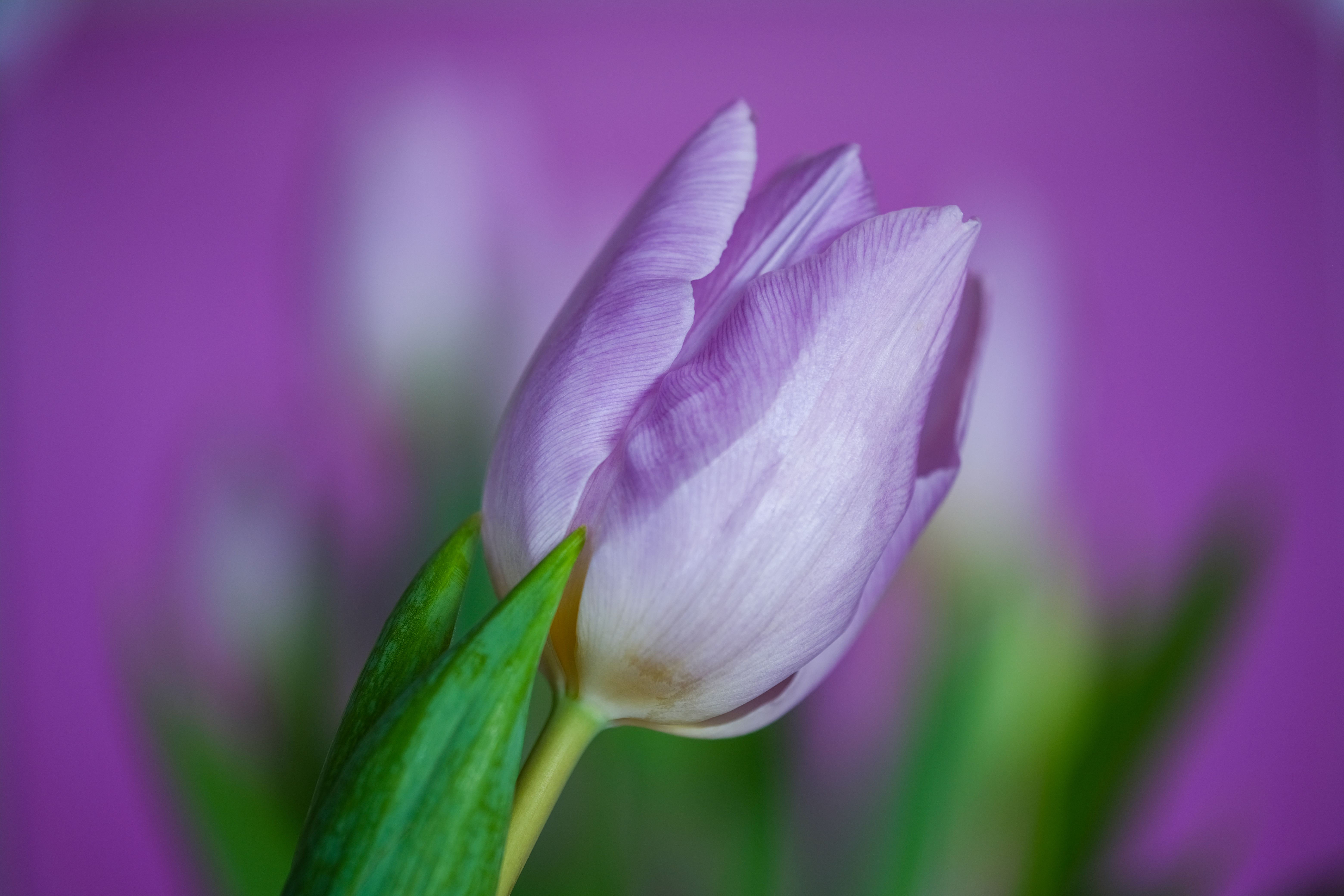 Purple Flower in Close Up Photography · Free Stock Photo