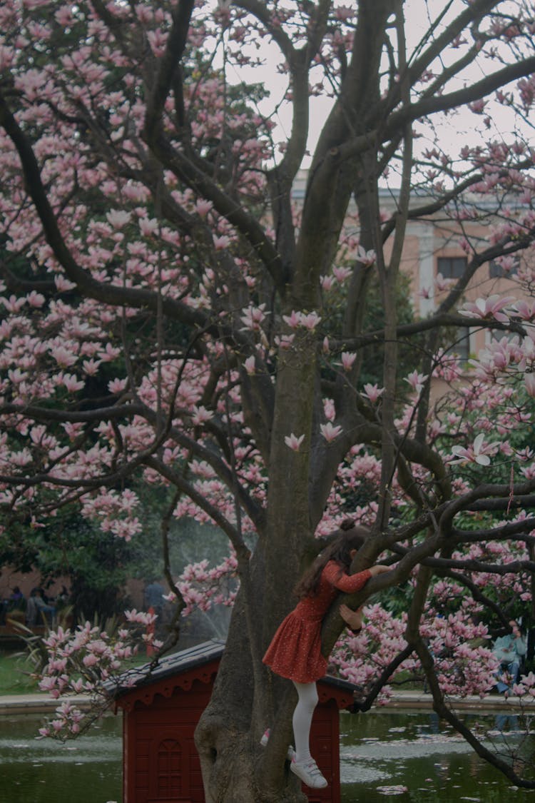 Young Girl Climbing Magnolia Tree