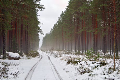 Безкоштовне стокове фото на тему «ґрунтова дорога, дерева, зима»
