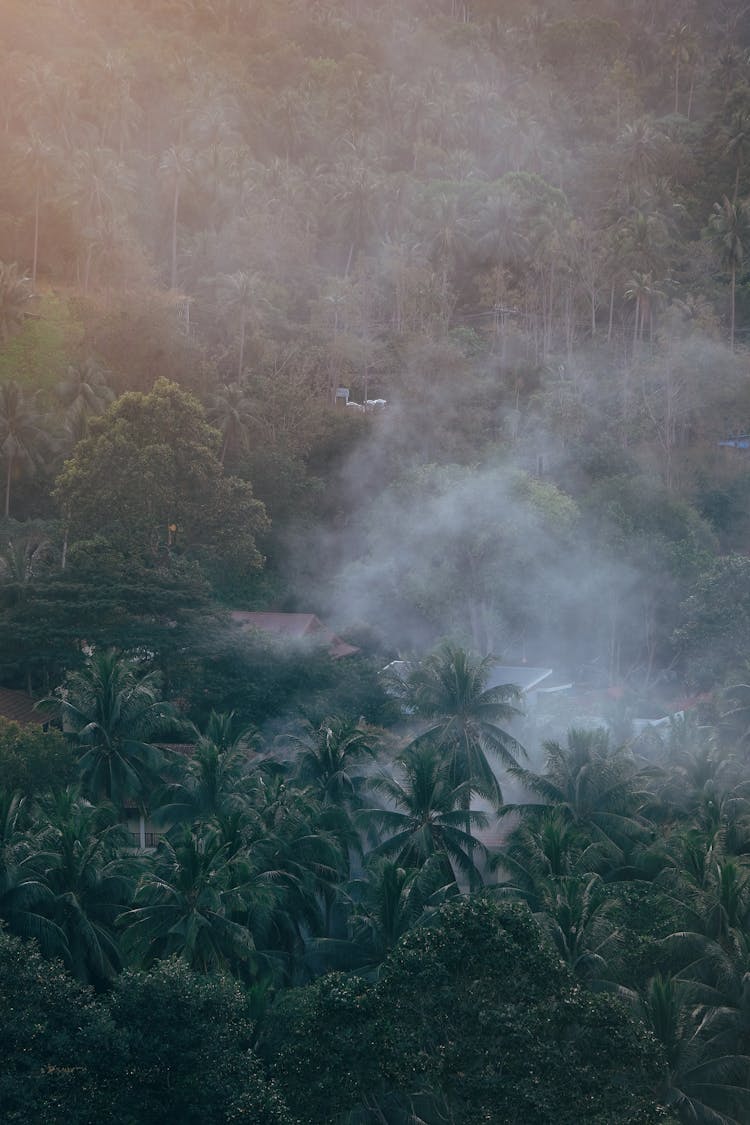 Cloud Over Forest