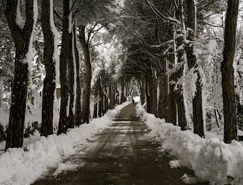 Path in Between Trees