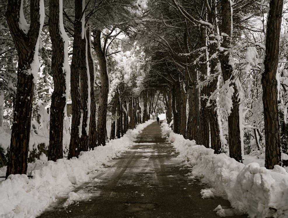 Foto profissional grátis de árvores, caminho, coberto de neve