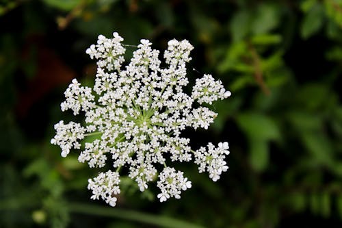 white mini flowers
