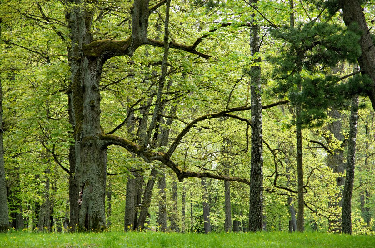 Padure de primavara cu arbori batrani si verde crud