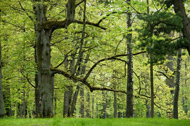 Arboristé & specialisté