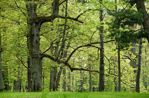Free Serene view of a vibrant forest in spring, showcasing oak trees and fresh greenery. Stock Photo