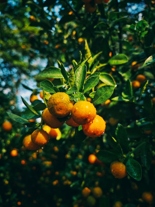 Free Close-up of vibrant citrus fruits on a tree branch with glistening leaves. Stock Photo