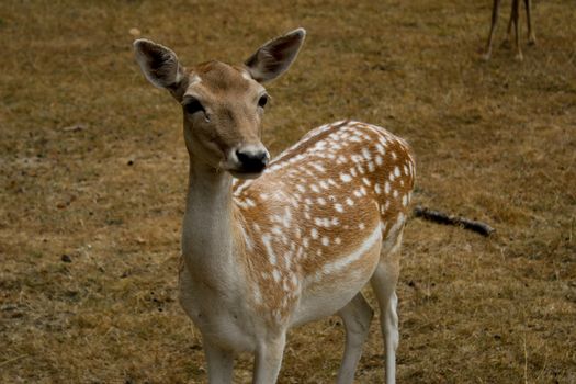 Charming close-up of a deer standing on dry grassland, showcasing nature's beauty.