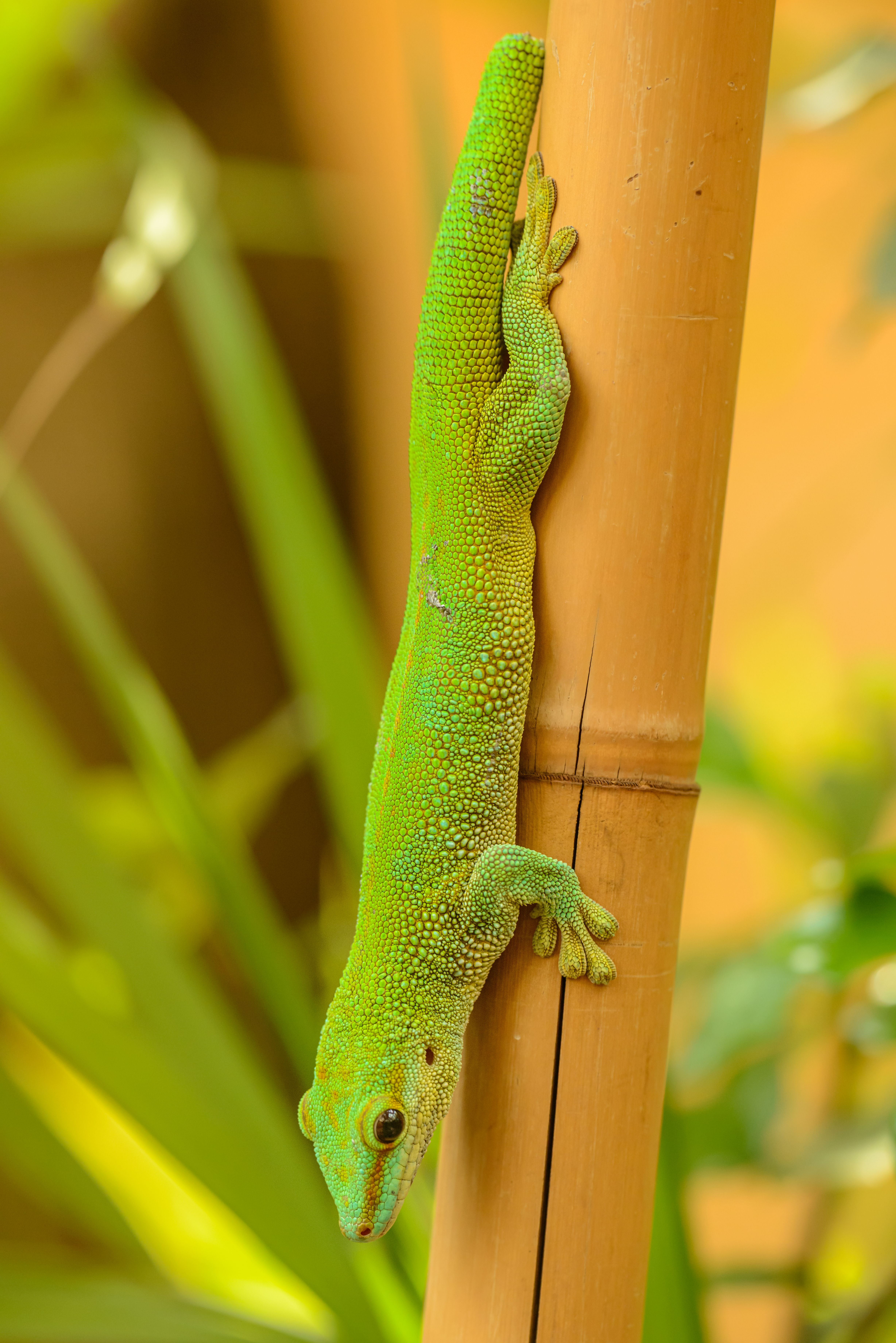 Gecko on a Tree · Free Stock Photo