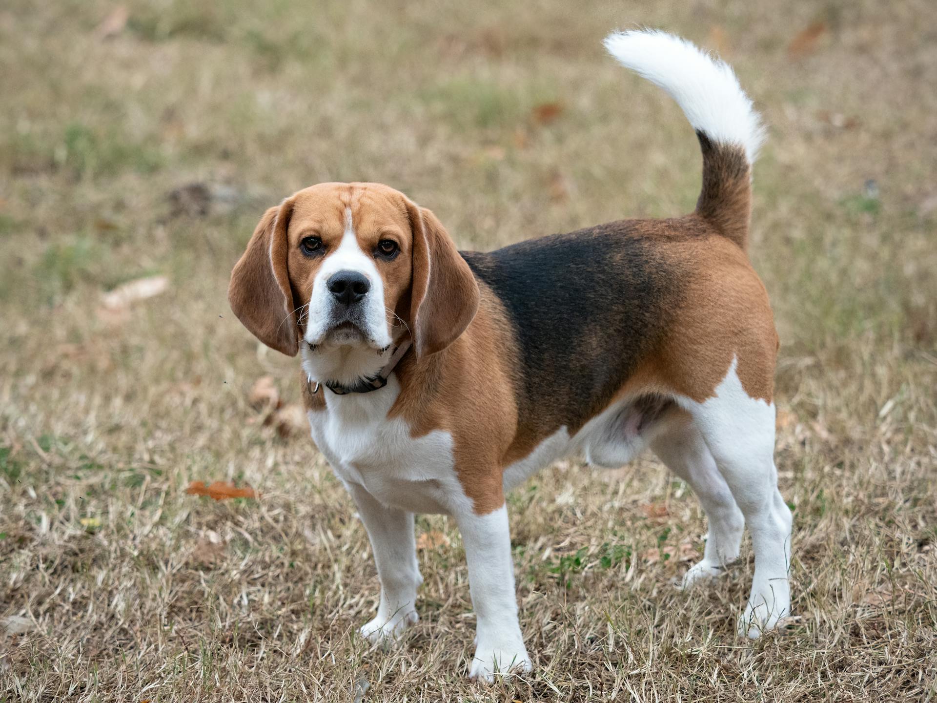 Beagle on Grass