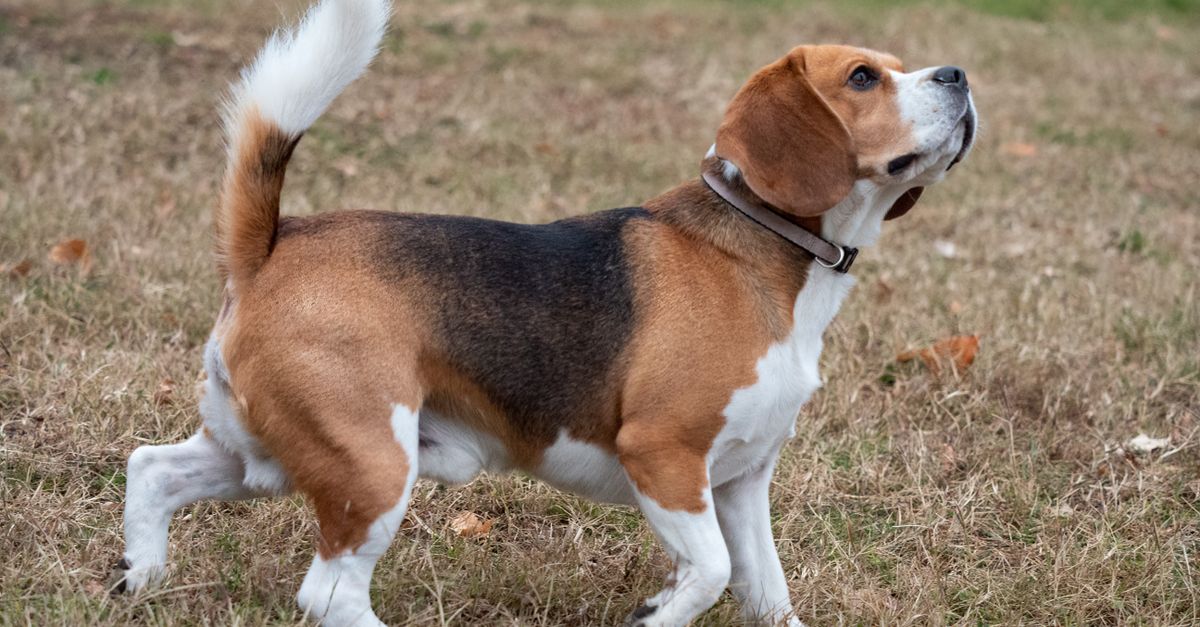Beagle Rear A Beagle on the Grass · Free Stock Photo