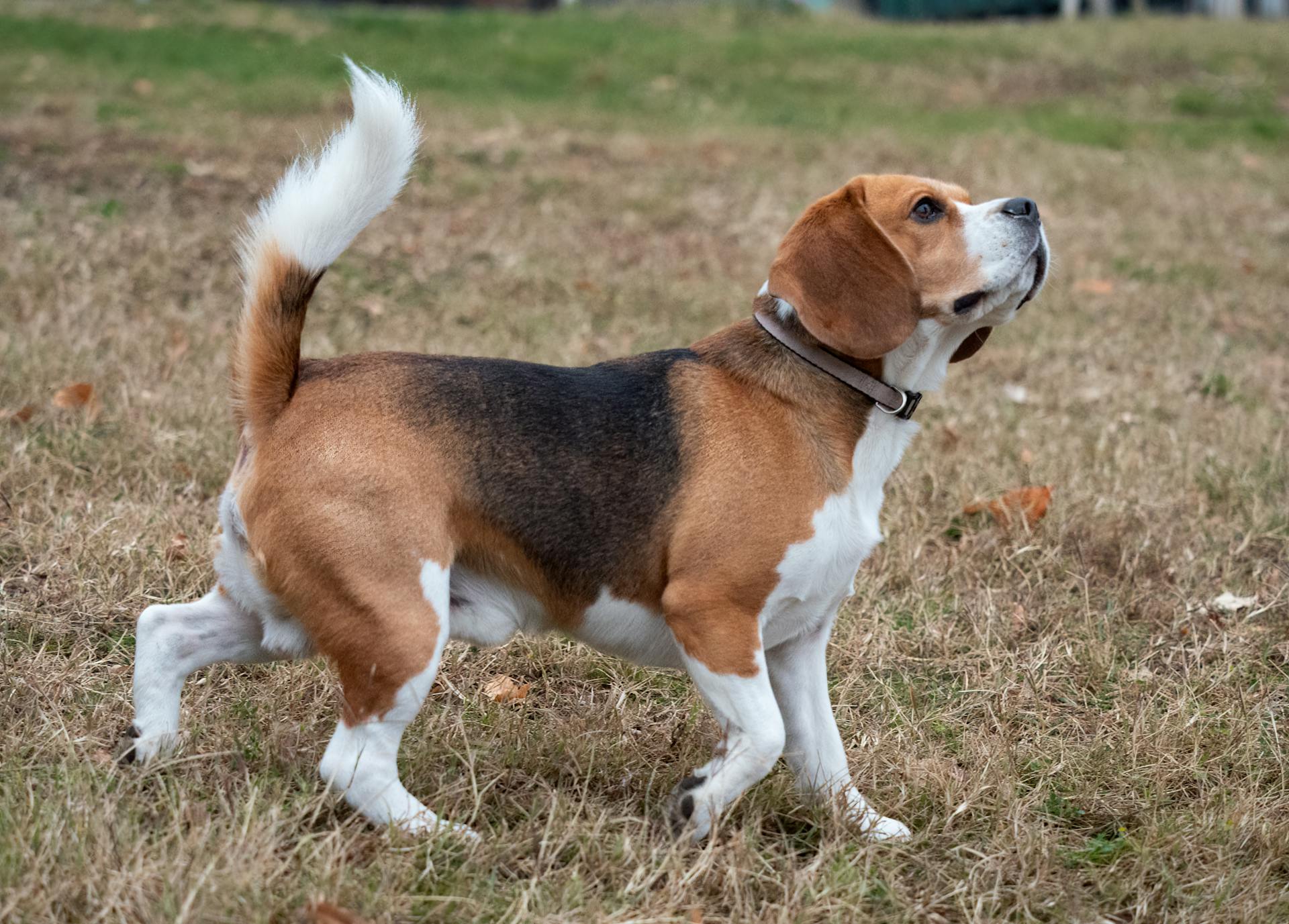 A Beagle on the Grass