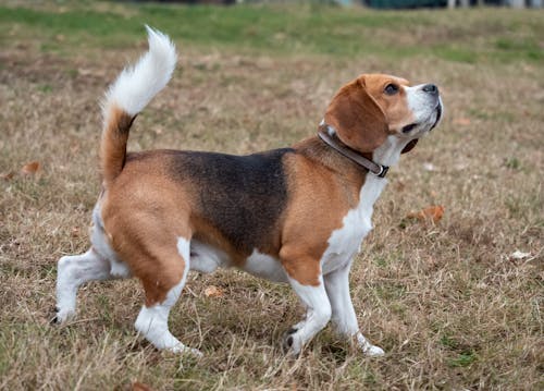Bezpłatne Darmowe zdjęcie z galerii z beagle, fotografia zwierzęcia, pies Zdjęcie z galerii