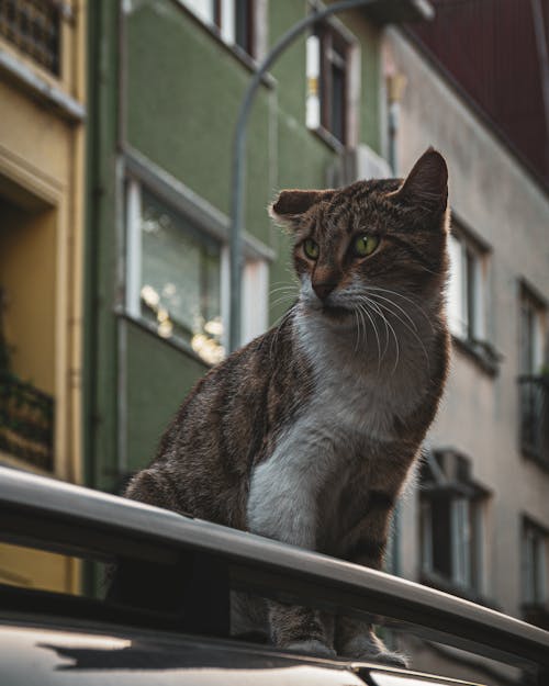 Ingyenes stockfotó állat, állatfotók, cirmos témában