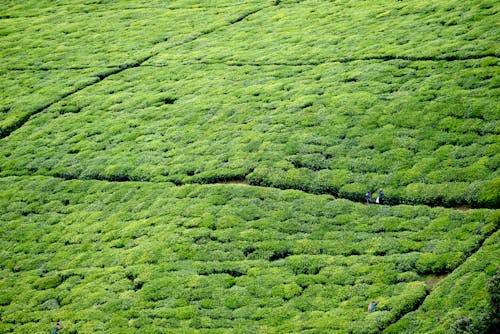 Foto stok gratis agrikultura, bingkai penuh, flora