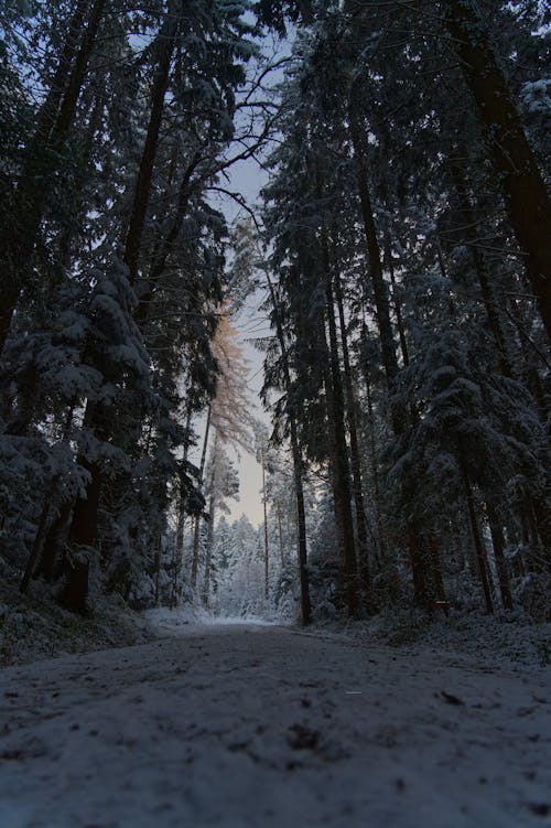 Gratis lagerfoto af koldt vejr, lodret skud, skov