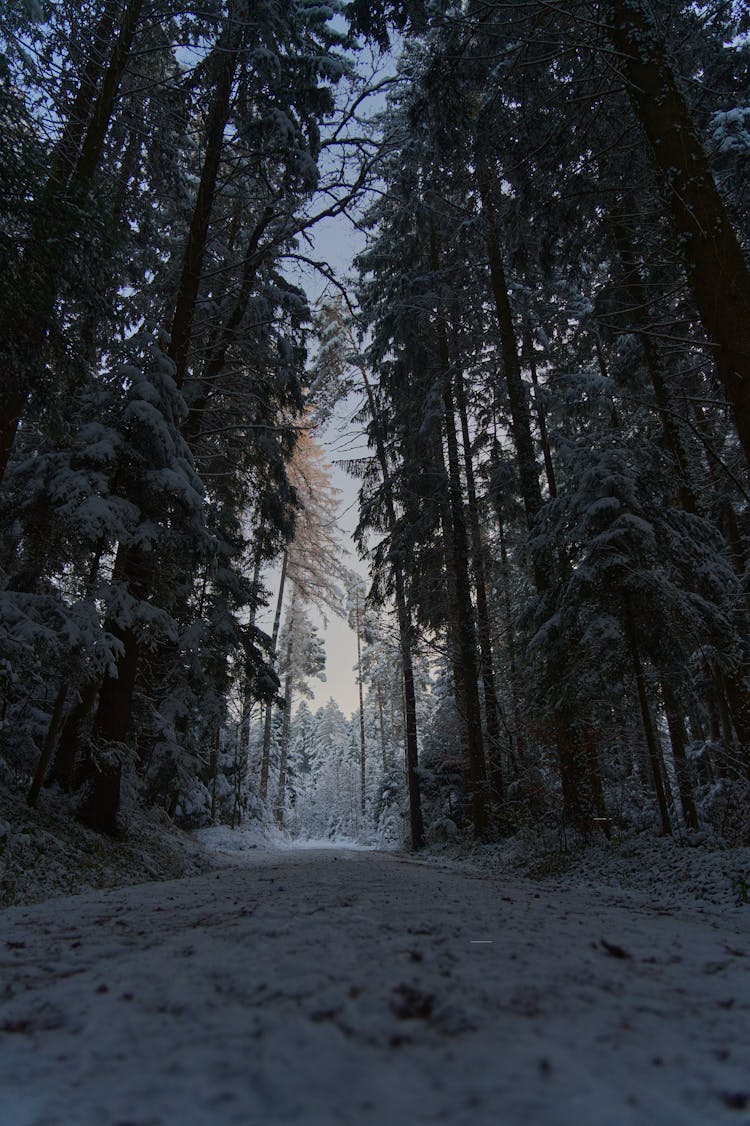 Path In Between Trees