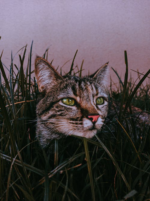 Tabby Cat in Grass