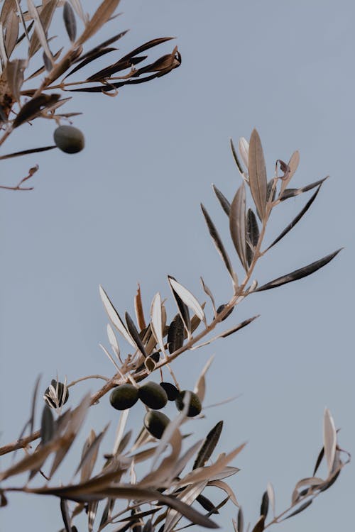 Ripe Olives Growing on Branches