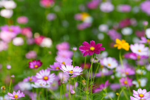 Free Close Up Photo of Flowers Stock Photo