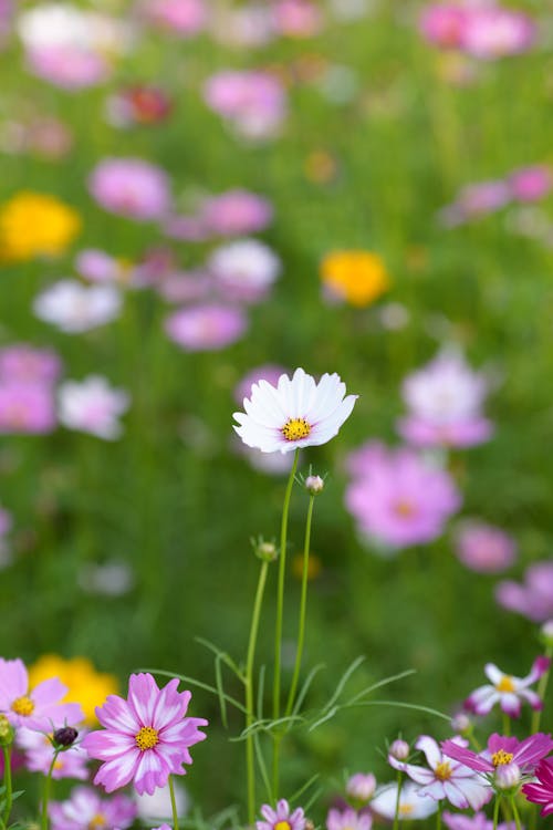 Free Shallow Focus Photo of a Blooming Garden Cosmos Stock Photo