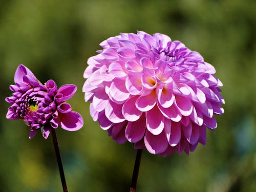 Close-Up Shot of Purple Flowers