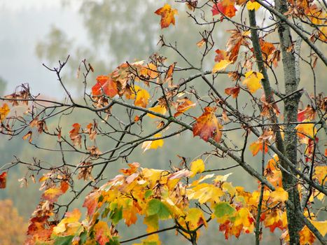 Colorful autumn leaves on maple tree branches in Sigulda. Perfect nature photo with depth of field.