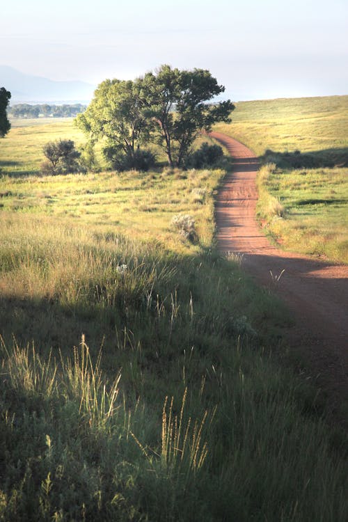 бесплатная Бесплатное стоковое фото с грунтовая дорога, дерево, дневной свет Стоковое фото