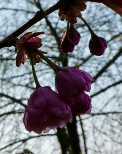 Free Early Blossom Stock Photo