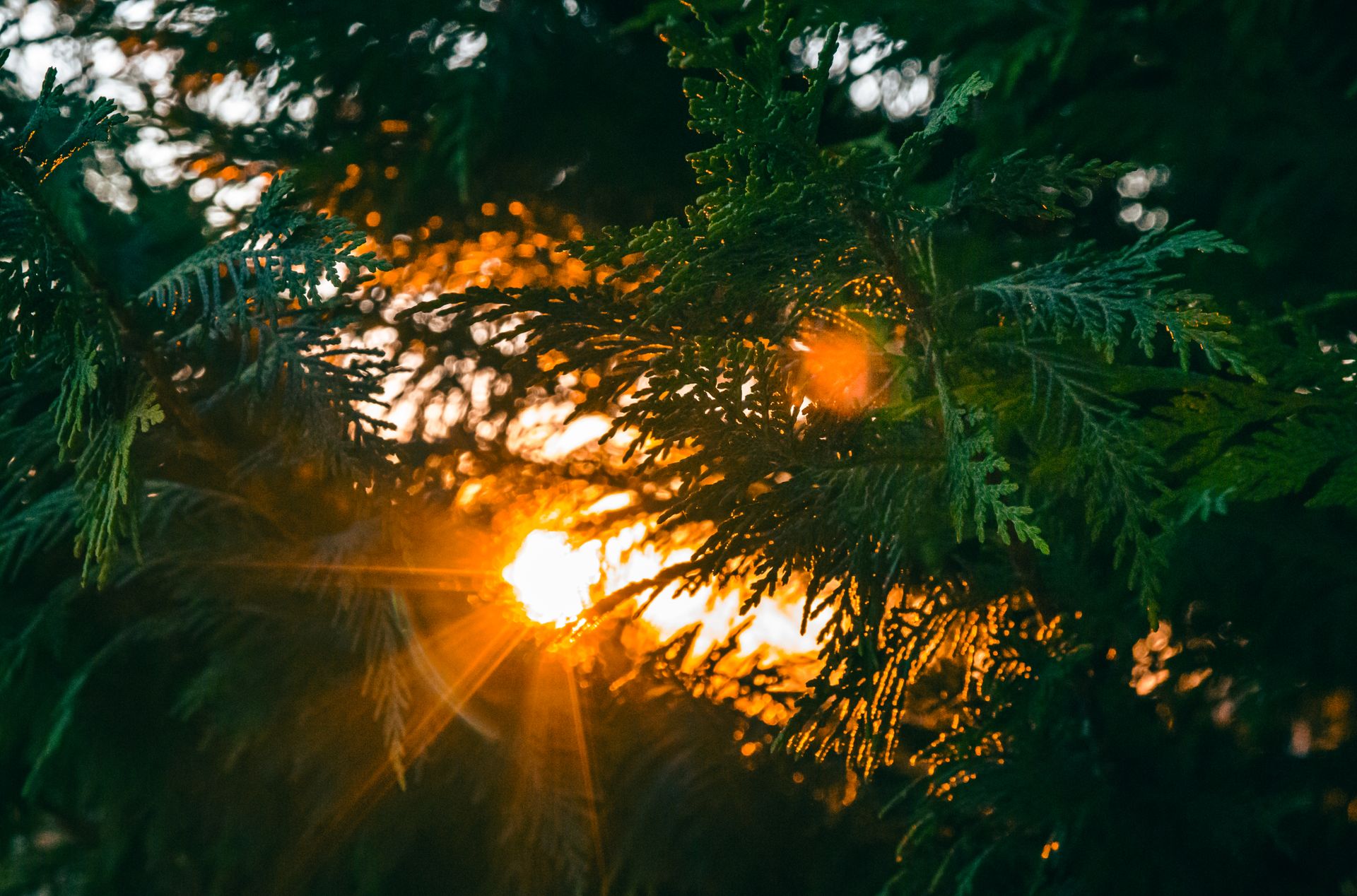 Warm sunlight shining through calming green plants