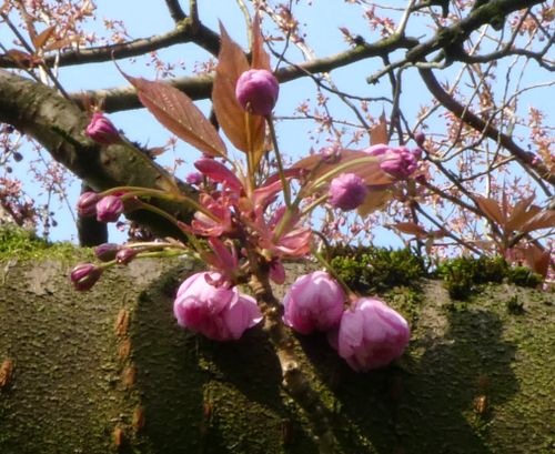 Free Sakura Cherry Blossom  Stock Photo